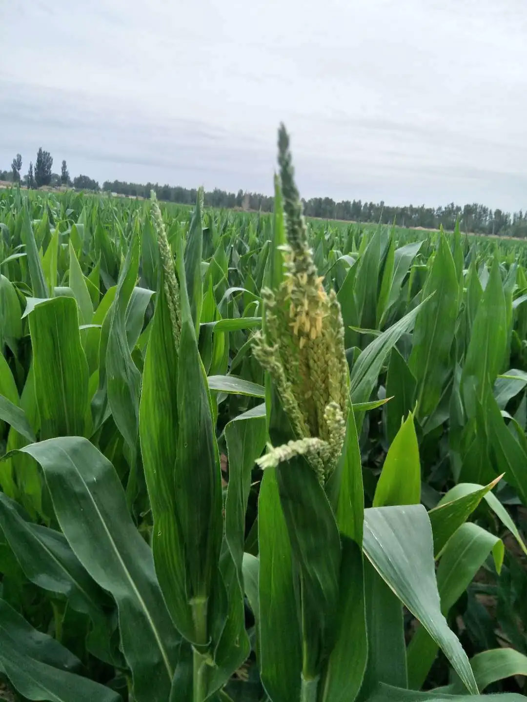 1594093817848926.jpg 1.jpg