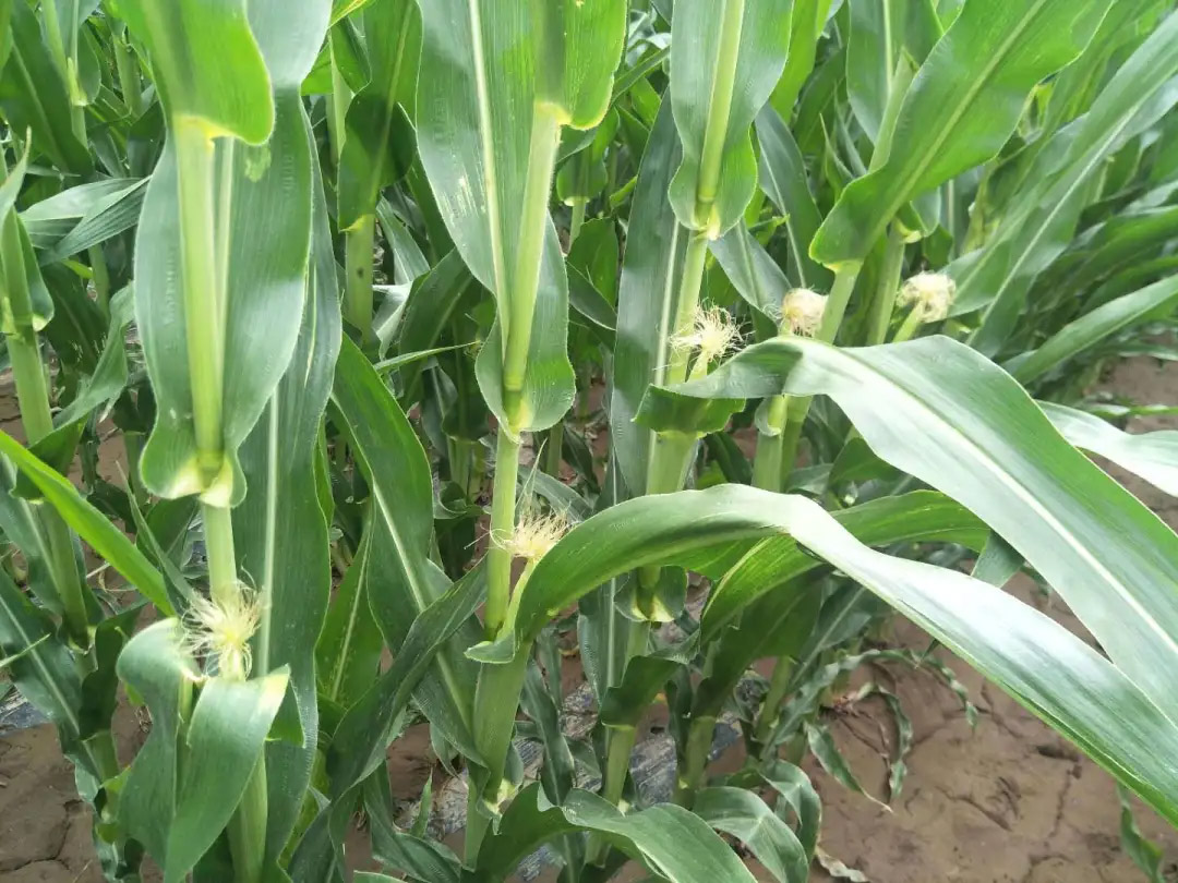 1594093908885838.jpg 2.jpg