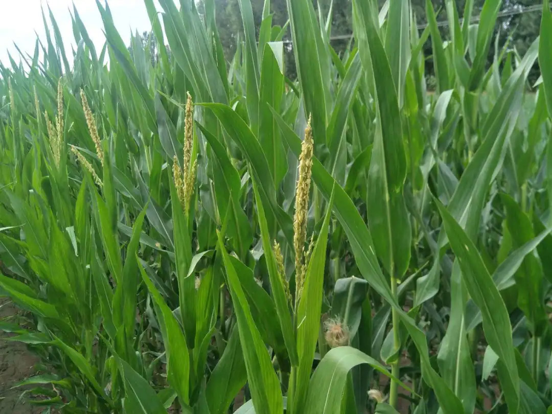 1594093946454888.jpg 3.jpg