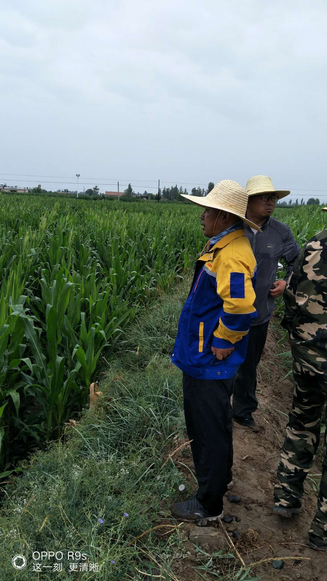 1594094098259255.jpg 6.jpg