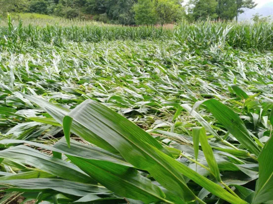 1596677432256949.jpg 1.jpg