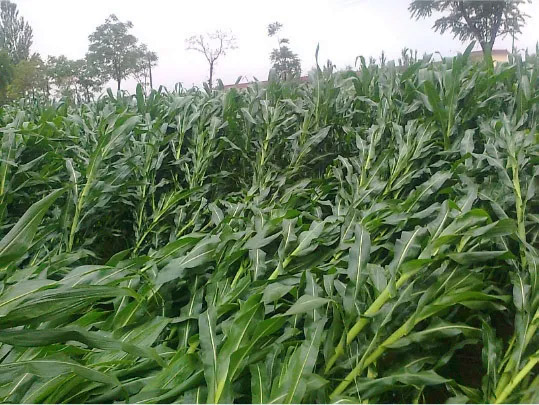 1596677494207688.jpg 3.jpg