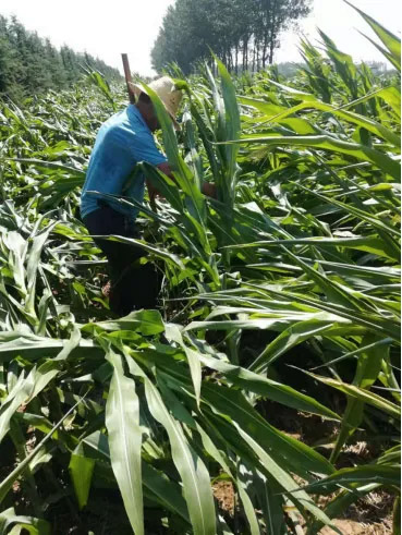 1596677501591927.jpg 5.jpg