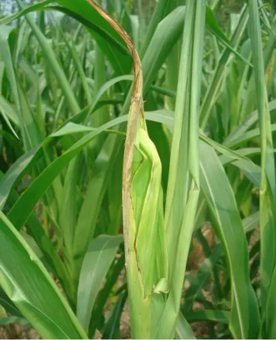 1596677515289666.jpg 4.jpg