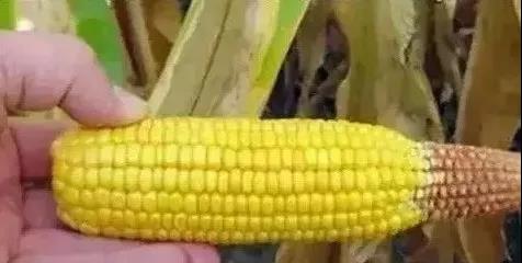 17种畸形玉米穗形成原因！别再埋怨品种啦，这些都不是品种的事儿！